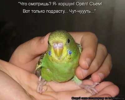Фразы попугаю