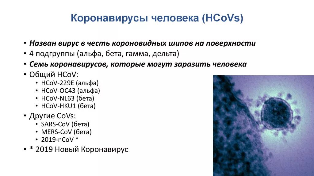 Коронавирусы какие заболевания. Короновирусная инфекция. Коронавирус какой Тип вируса. Короновирусная инфекция строение. Короновирусная инфекция штаммы.