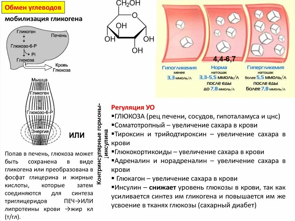 Печень сахар в крови. Извлечение гликогена из ткани печени.. Образование гликогена в печени. Глюкоза гликоген печень. Накопление гликогена в печени.