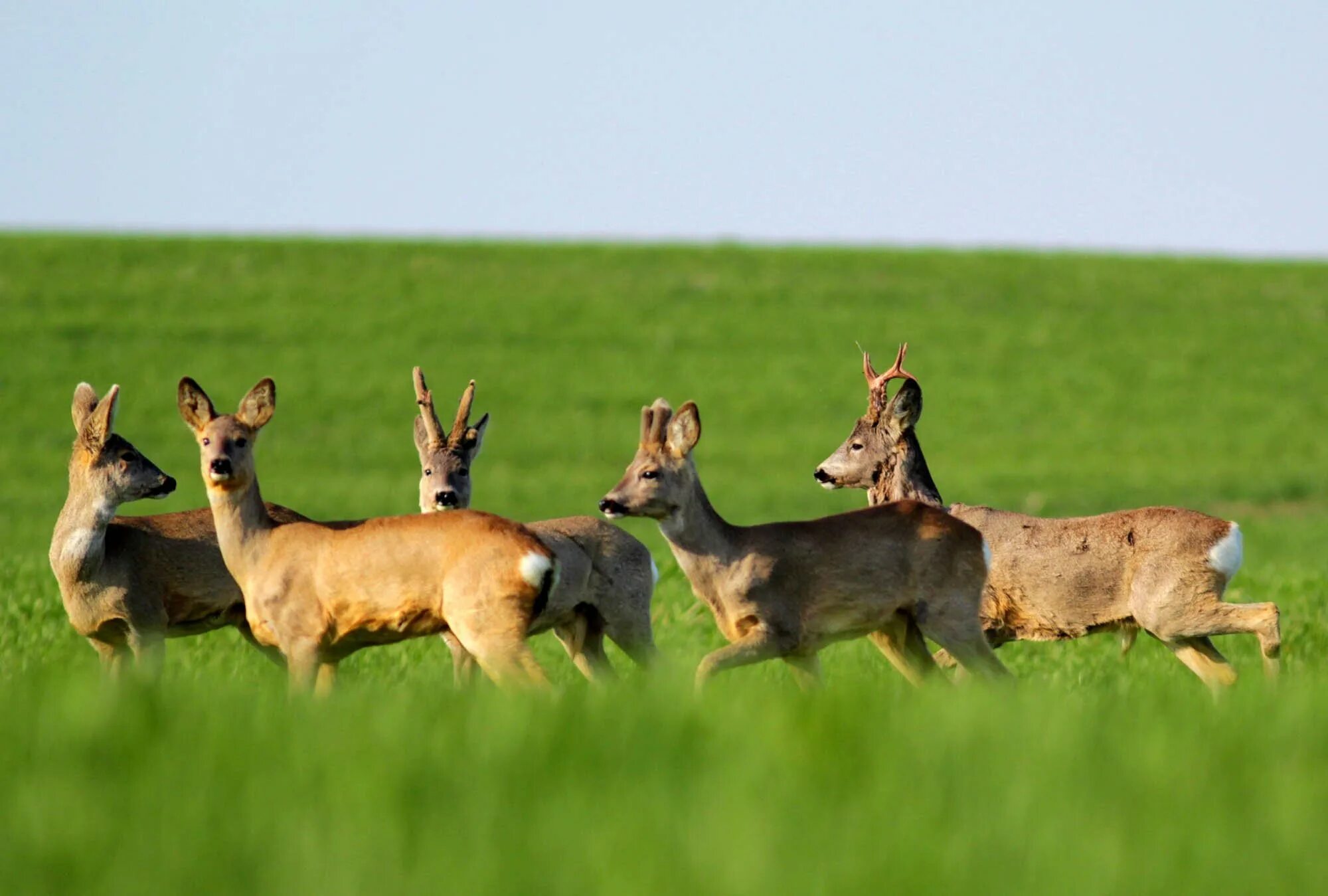 Косуля Сибирская (capreolus pygargus Pall.). Европейская косуля самец. Буртинская степь косуля. Косуля Приднестровье. Косуля в какой природной