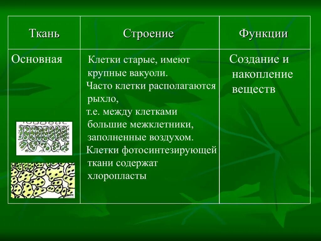 Основная ткань строение и функции. Строение и функции межклетники ткани. Клеточное строение основной ткани. Строение клетки основной ткани.