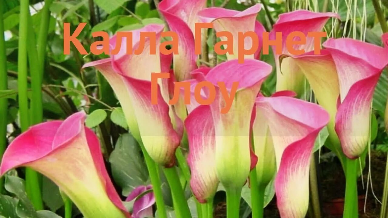Калла гарнет глоу. Калла пако. калла гарнет глоу garnet glow. калла peach chiffon.