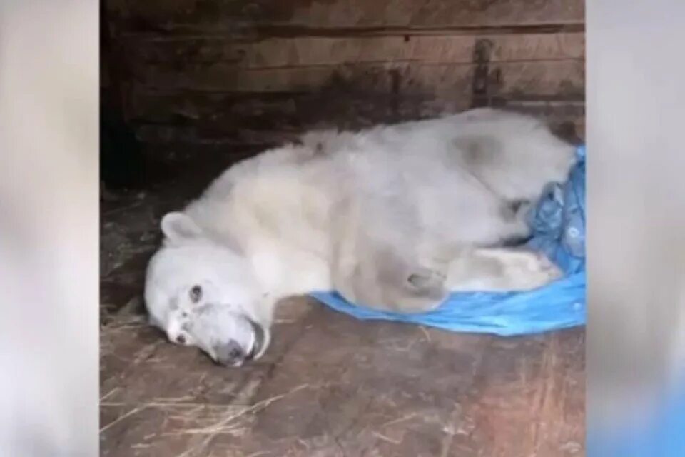 Медведица вышла из берегов