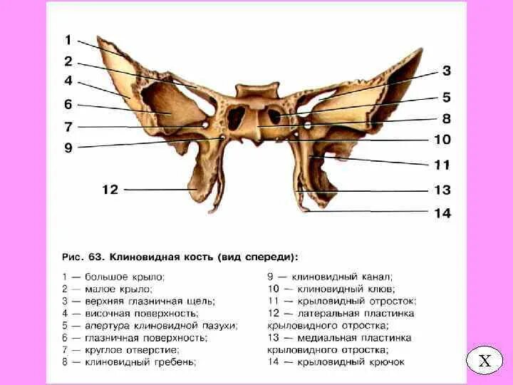 Кость бабочка. Клиновидная кость черепа анатомия человека. Строение клиновидной кости черепа человека анатомия. Клиновидная кость крыловидная кость. Клиновидная кость черепа анатомия строение.