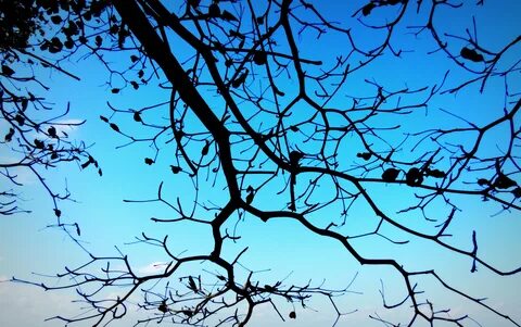 Branch around