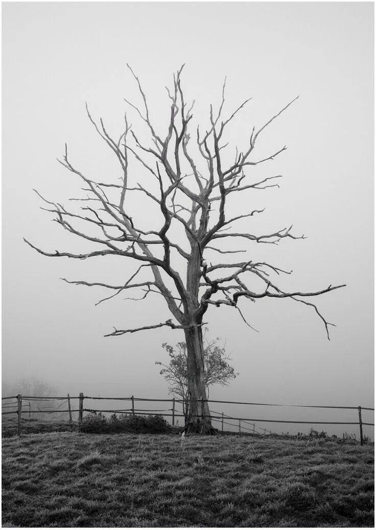 The old dead tree. Old dead tree. Choke on the ashes of your hate. @fields2007. Dead tree.