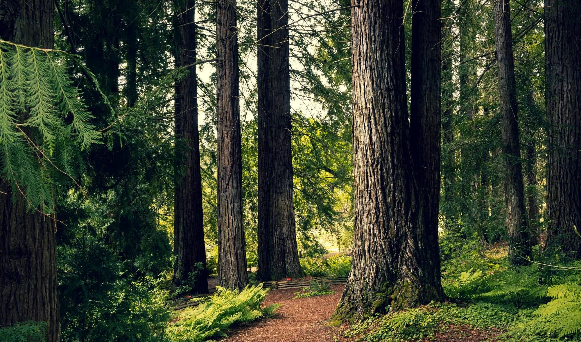 Forest grounded. Парк Редвуд Калифорния обои. Редвуд Форест Калифорния. Хвойный лес Калифорния. Деревья в лесу.