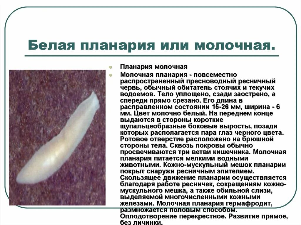 Как выглядит белая планария Science: New data on genes promise head regeneration even at the person Science