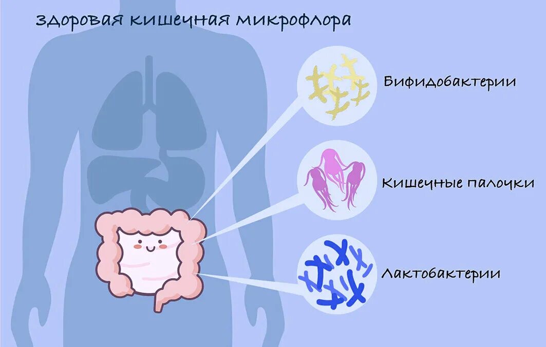 Микрофлора после измены. Нормальная микрофлора кишечника. микрофлора кишечника человека. кишечная микрофлора. здоровая микрофлора.