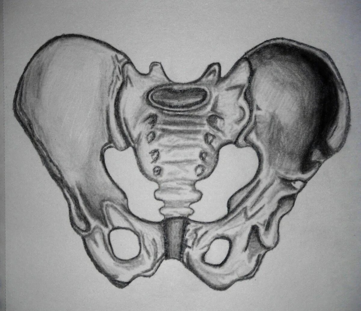 Тазовые кости скелета человека. Скелет таза. Кости таза рисунок. Тазовая кость. Зарисовка таза.
