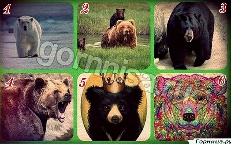 Тест про мишку. Выбери медведь. Символ руси медведь. Тест выбери медведь. Тест выбери медведь.