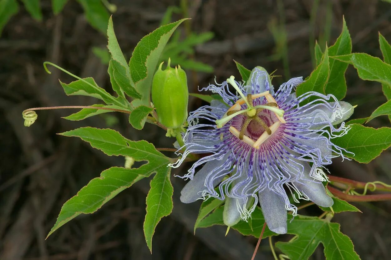 Пассифлора учет. Пассифлора фоэтида. маракуйя пассифлора. пассифлора coronata. пассифлора лавролистная.