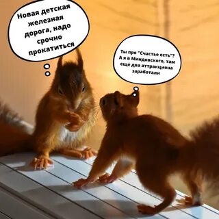 Белке плохо