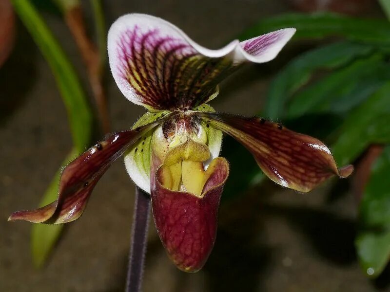 Американский гибрид. Пафиопедилум Капабланка. Орхидея Paphiopedilum Hybrid. Пафиопедилум американский.