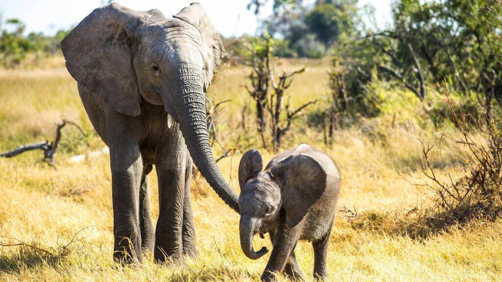 Wildlife programme. Самый знаменитый тигр в мире имя. Сокрыл. Wildlife programme. Wildlife programme.