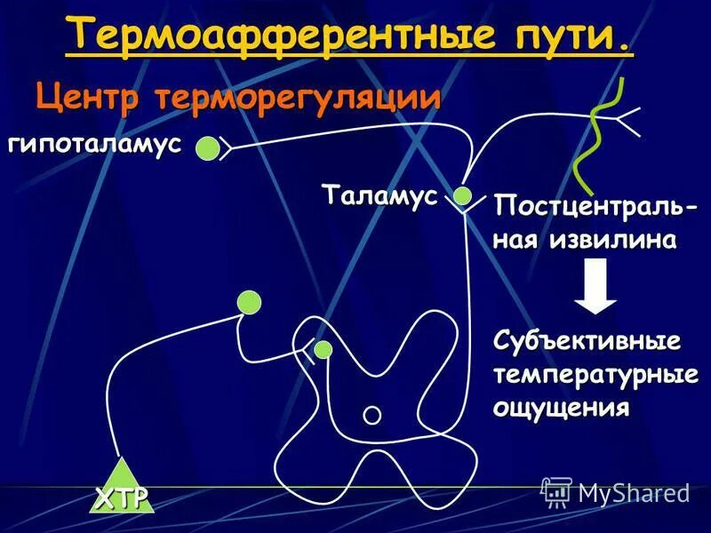 Участвует в регуляции температуры тела