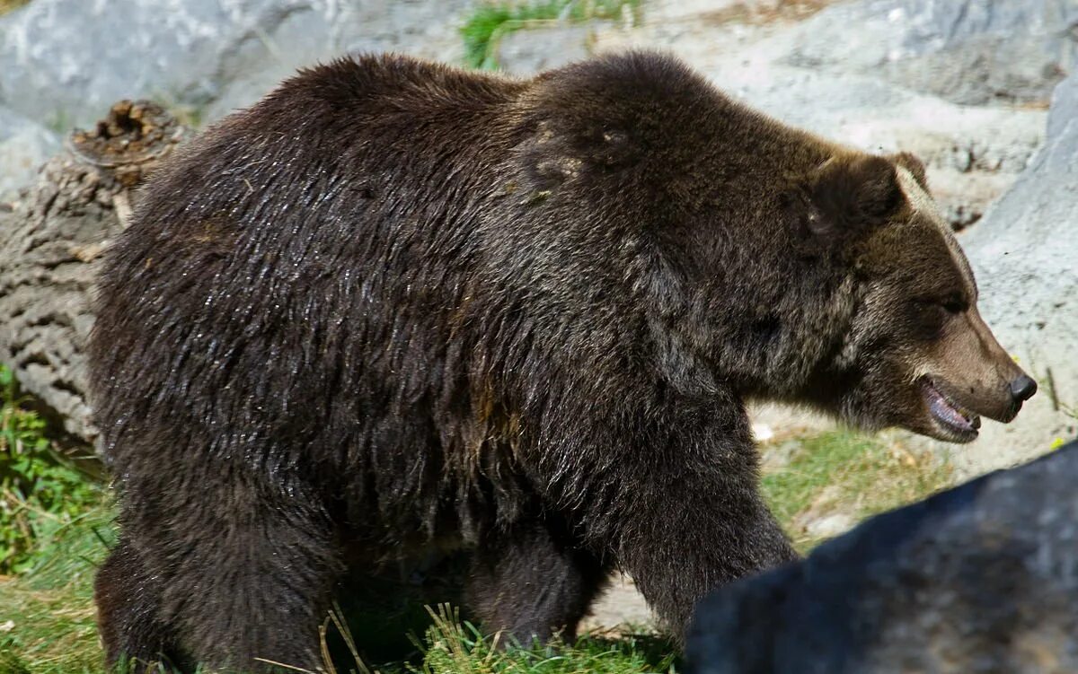 На каких обитают медведи гризли. Канадский медведь Гризли. Гризли североамериканский бурый медведь. Северная Америка медведь Гризли. Ursus arctos horribilis.