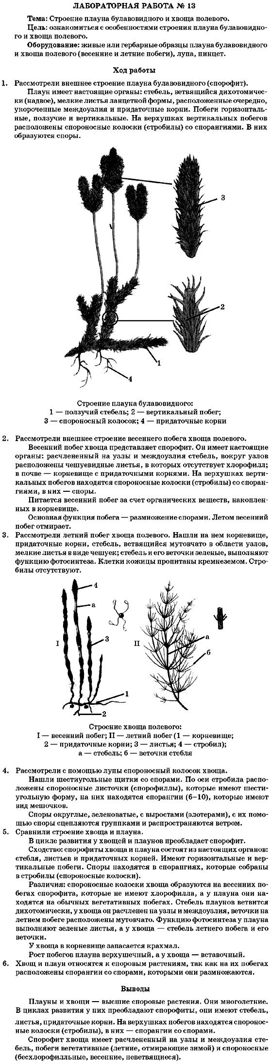 Хвощи это споровые растения весной появляются. Спороносное строение хвоща. Строение спороносящего хвоща. Строение спороносящего хвоща вывод. Строение хвоща 5 класс.