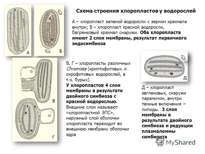 хлоропласт крахмал. ассимиляционный крахмал в клетках листа элодеи. электронная микрофотография хлоропласта. строение хлоропласта теремов. функция внешней мембраны хлоропластов.
