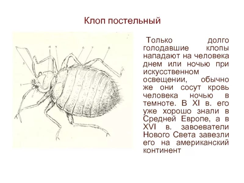 Имаго постельного клопа. Структура постельного клопа. Строение постельного клопа схема. Постельный клоп строение. Клоп постельный строение отделы тела.