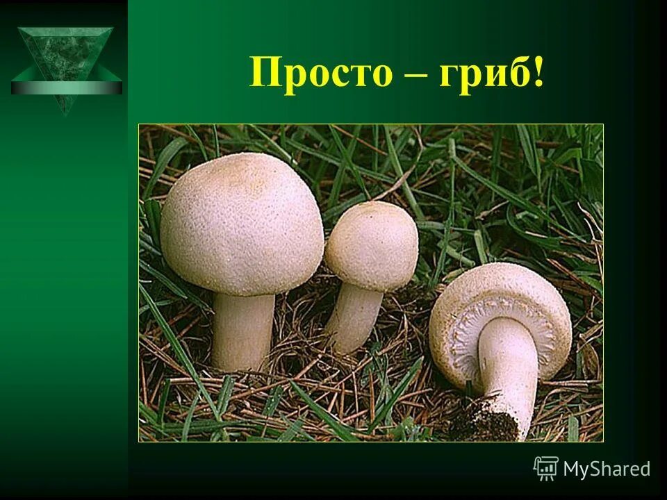 Строение гриба одноклеточные и многоклеточные. Просто грибы. Простейшие грибы. Бактерии грибы водоросли. Классификация грибов одноклеточные и многоклеточные.