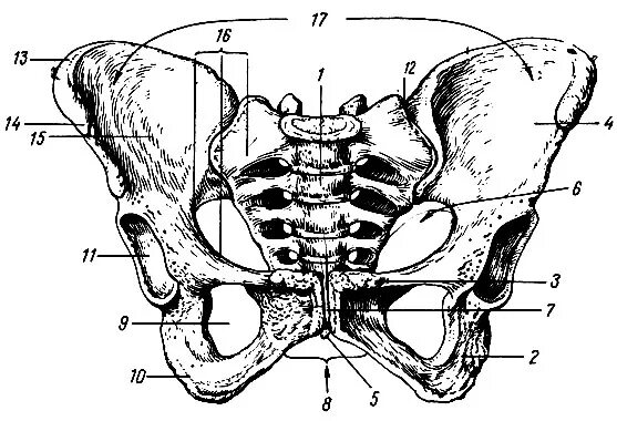 Скелет человека малый таз анатомия. Строение костей таза. Малый таз симфиз. Строение таза Неттер.