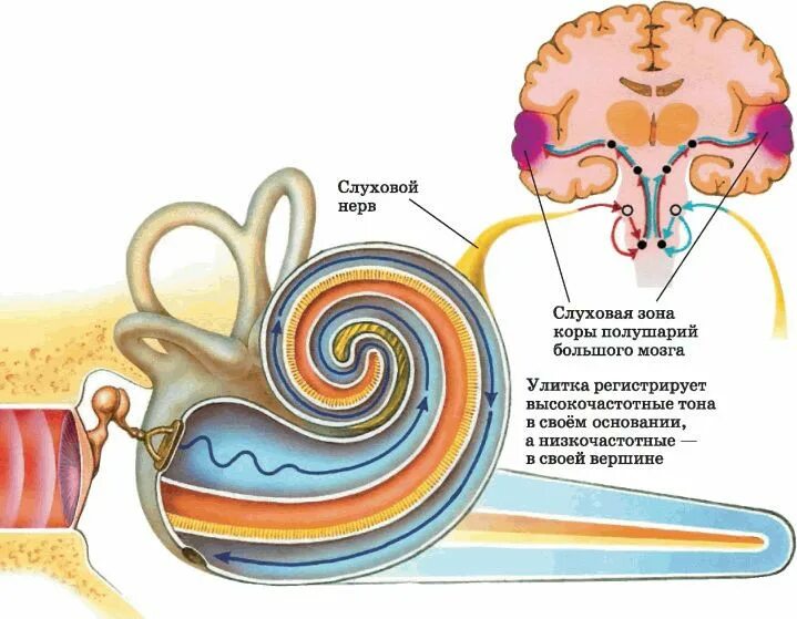 Анализаторы слуха и равновесия. Нерв слухового анализатора. Схему анализатора слуха и равновесия. Строение анализатора слуха и равновесия. Улитка и слуховой нерв