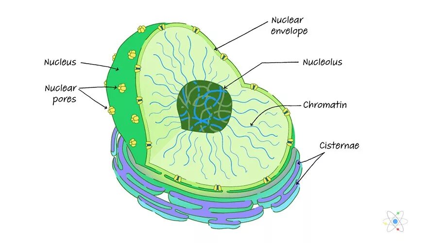 Radioactive elements. Nucleus клетки. Function of nucleus. Nucleus 2024. Ядре accumbens.