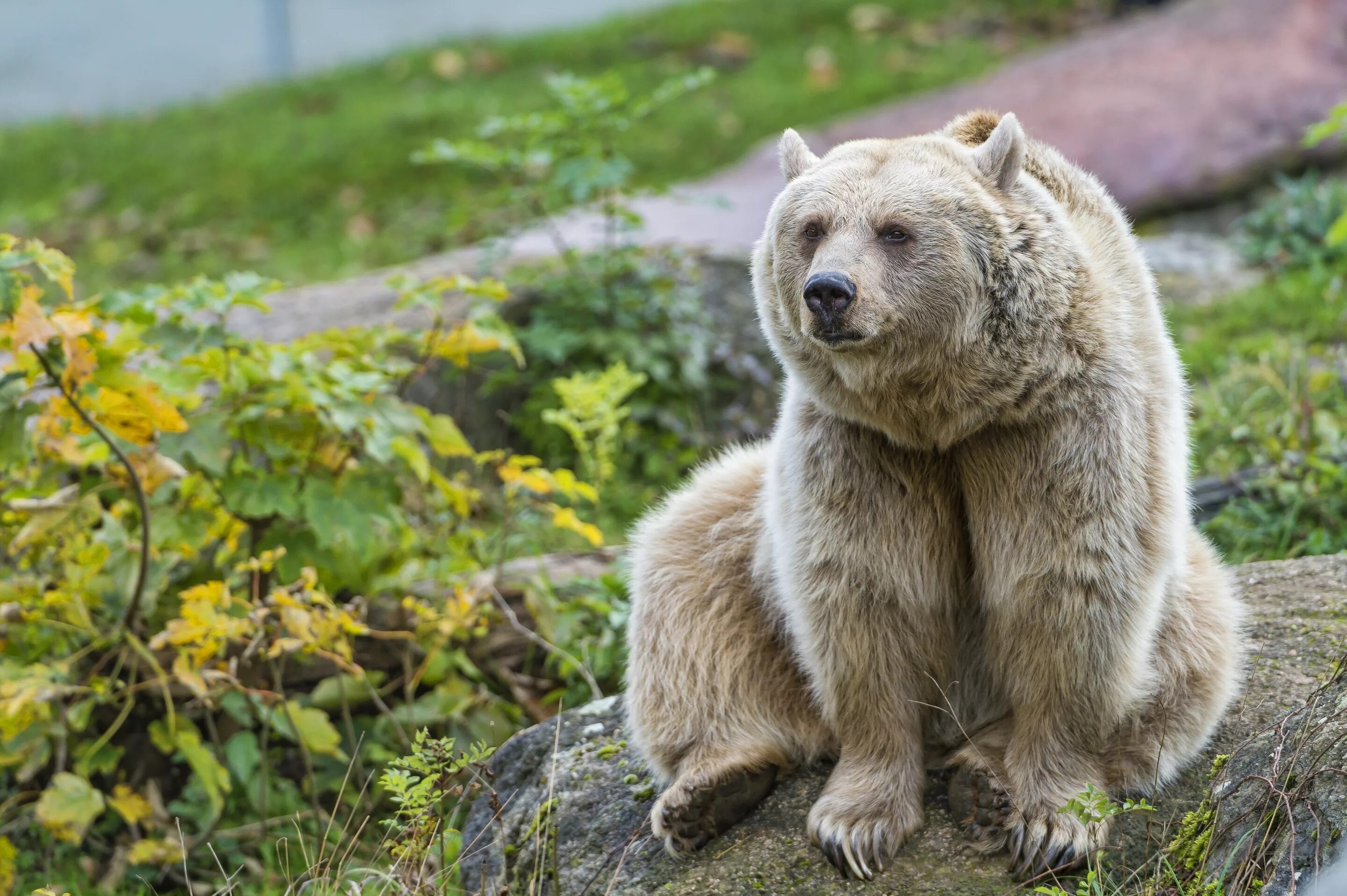 Медведь. Тянь-шаньский бурый медведь. Апеннинский бурый медведь. Тянь шаньский медведь фото. Серо бурый медведь.