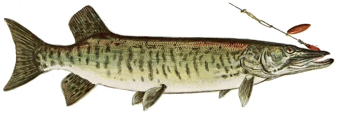 Маскинонг. Щука-маскинонг. Muskellunge. Тигровая щука. Маскинонг рыба.