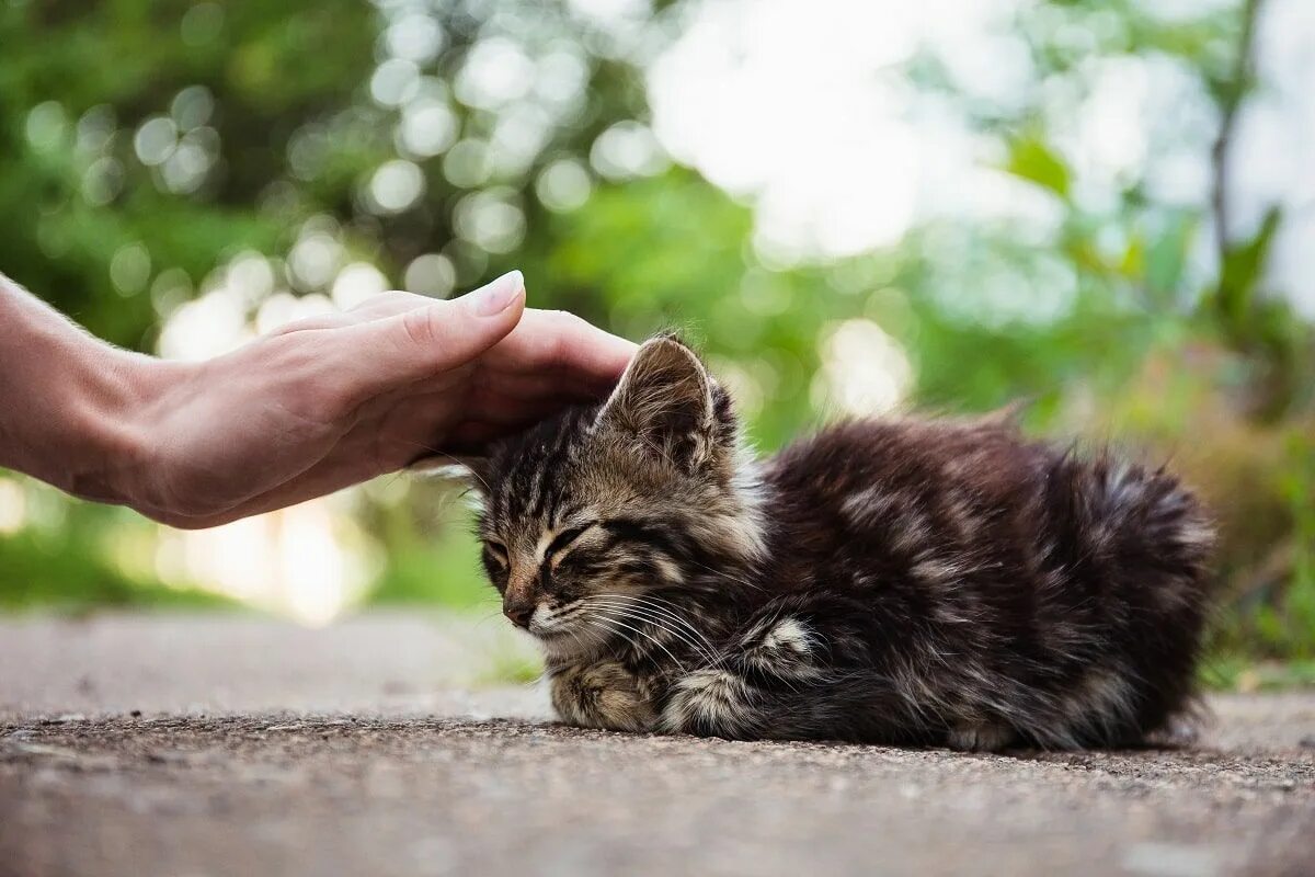 Бездомный кот на руках. Бездомные котята. Бездомный котенок на руках. Котенок на руках. Мама помоги котенку