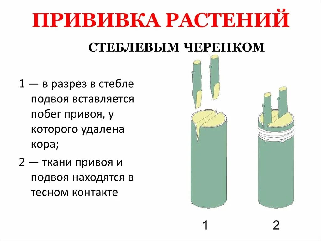 Вегетативное размножение прививкой инструкция. Прививки растений. Этапы прививки растений. Прививка растений вегетативное размножение. Преимущества прививки растений.