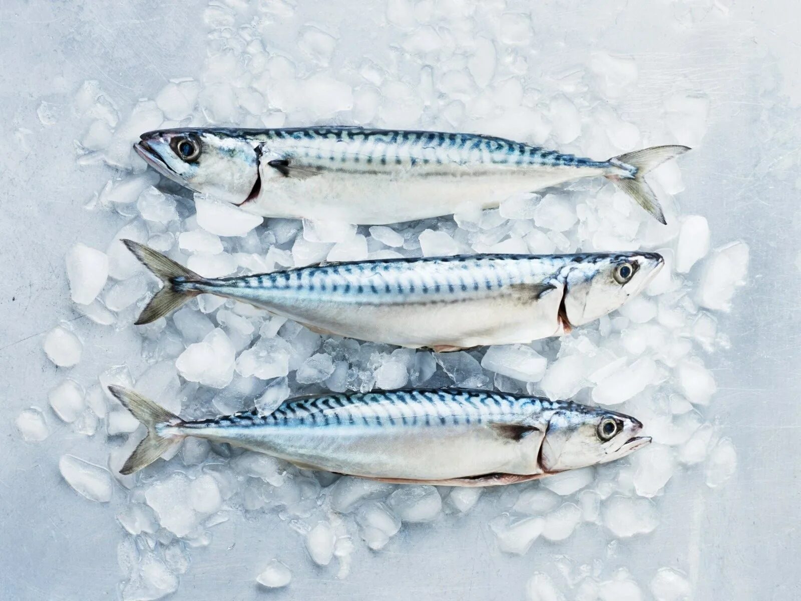 Icefish