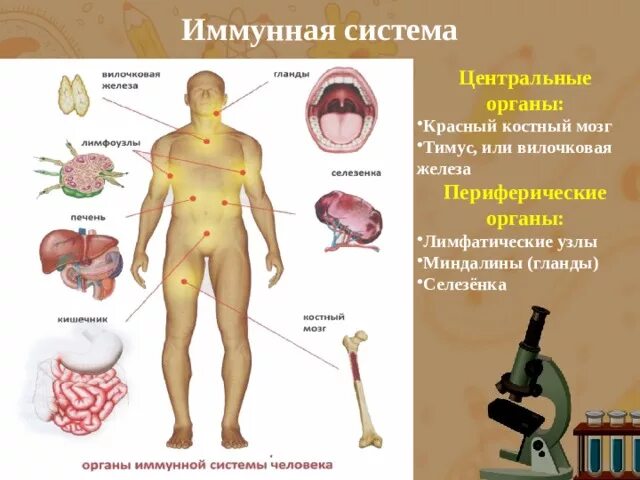 Иммунный центр. Красный костный мозг иммунная система мозг. Периферические органы иммунной системы. Иммунитет органы иммунной системы. Костный мозг орган иммунной системы.