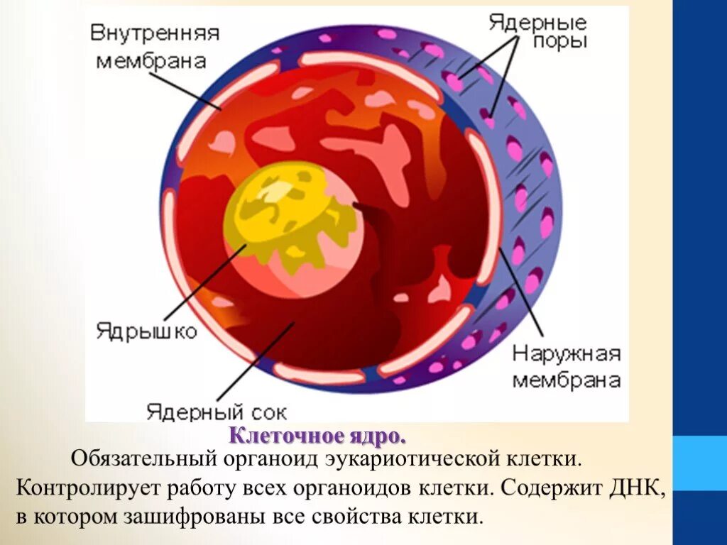 Ядро клетки это в биологии. Структура ядра эукариотической клетки. Ядро клетки рисунок. Строение ядра животной клетки. В ядрах клеток многоклеточного