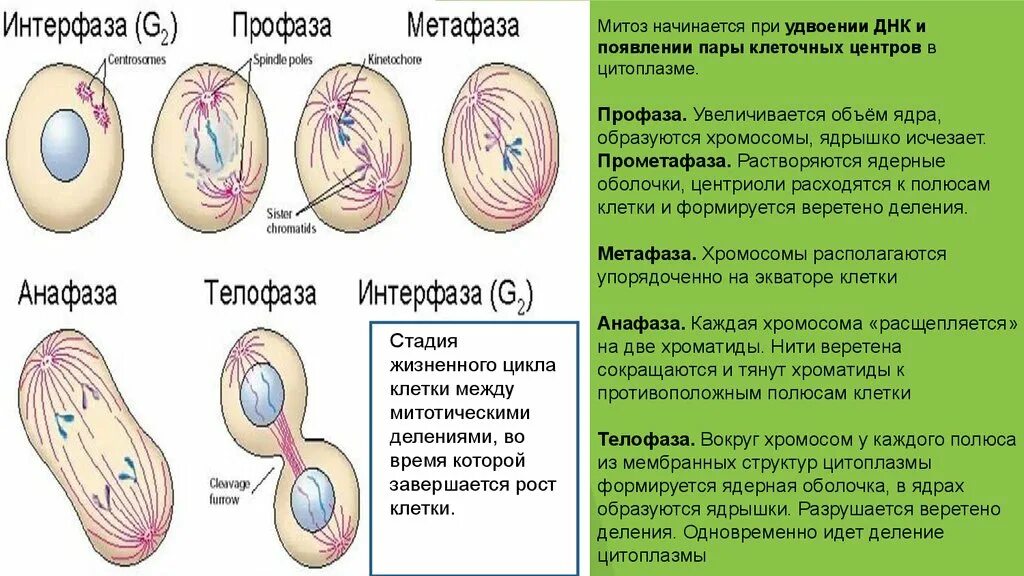 Растворение оболочки ядра происходит в. Интерфаза митоза процессы. Интерфаза и митоз 1. Фазы митоза интерфаза профаза метафаза анафаза телофаза. Интерфаза и фазы митоза рисунок.
