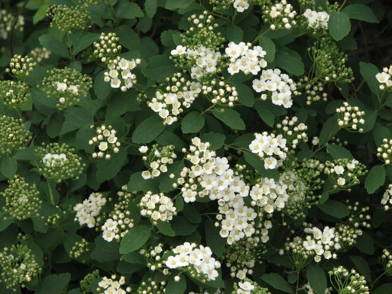 Спирея Вангутта. Спирея Ван-Гутта (Spiraea vanhouttei). Спирея Вангутта - Spiraea x vanhouttei. Спирея Вангутта (vanhouttei).