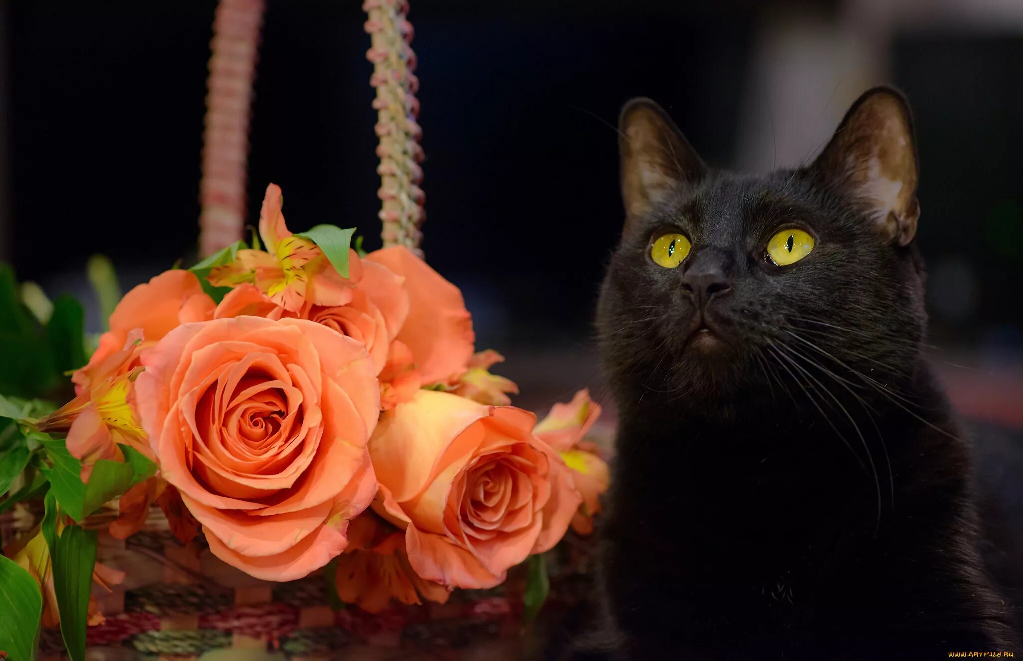 Коты с цветами. Черные коты. Кошка с букетом цветов. Кошки с розами. Черно розовую кошку