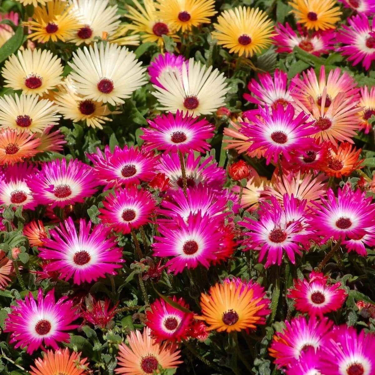 Название цветов однолетние для клумбы. Название цветов однолетние для клумбы. Однолетники двулетники многолетники. Портулак и петунии клумба. Сальвия блестящая цинерария морская.