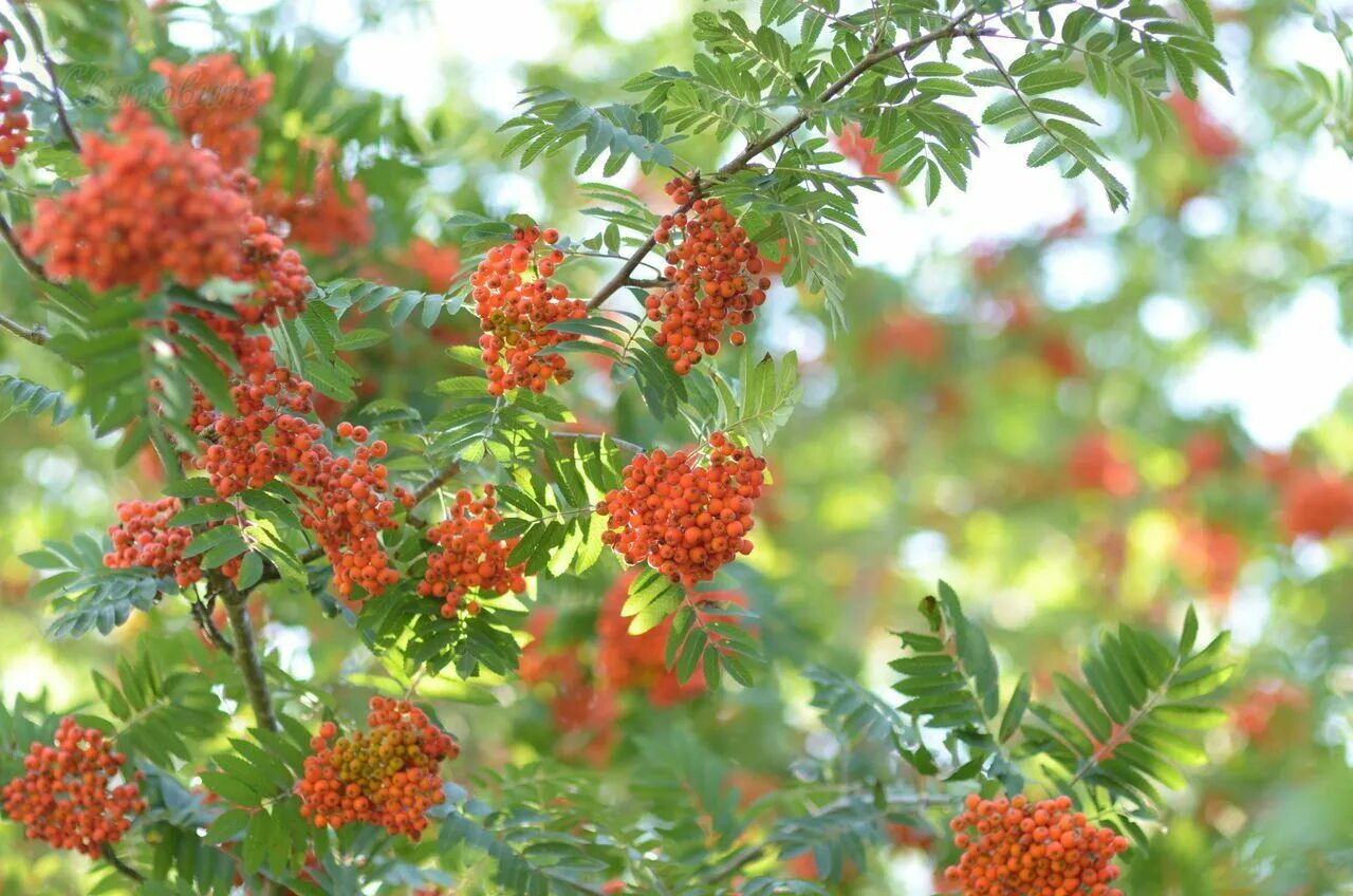 Рябина дерево купить. Рябина Sorbus aucuparia. Рябина обыкновенная. Рябина обыкновенная (Sorbus aucuparia l.). Рябина обыкновенная дерево.