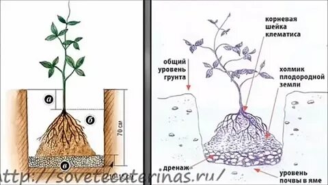Как посадить клематис летом