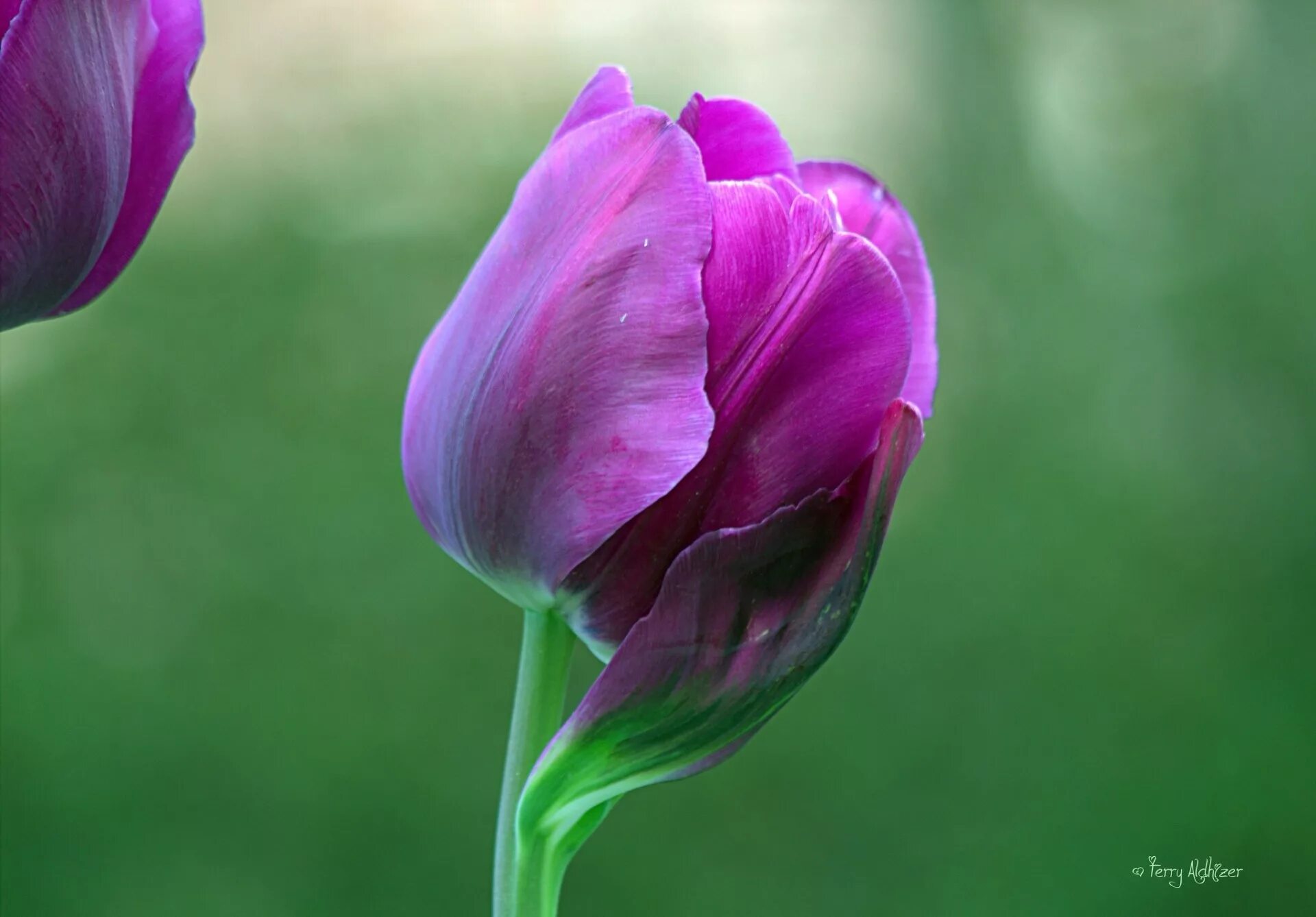 Красивые бутоны 1. Тюльпан Пурпл равен. Бутон тюльпана. Tulipa kaufmanniana бутон. Тюльпан Пурпл Кристалл.