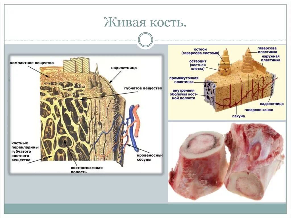 Микроскопическое строение костей. Строение костного вещества. Компактное вещество кости. Макро и микроскопическое строение кости. Компактное вещество кости состоит из