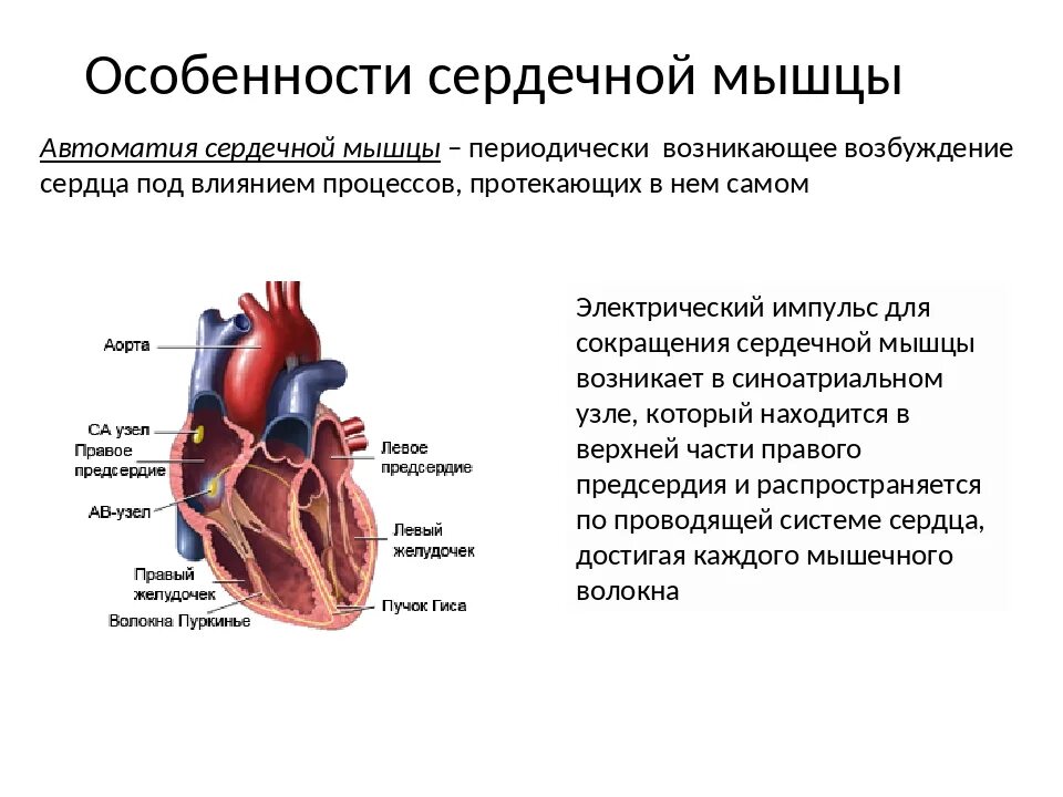 Сердечная мышца сокращается. Особенности мышцы сердца. Сокращение сердечной мышцы. Сокращение мышц сердца.