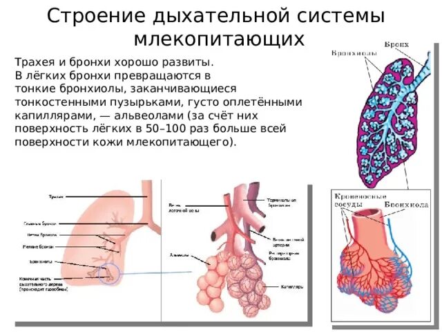 Воздух из трахеи попадает в альвеолы легких. Воздух из трахеи попадает в альвеолы легких