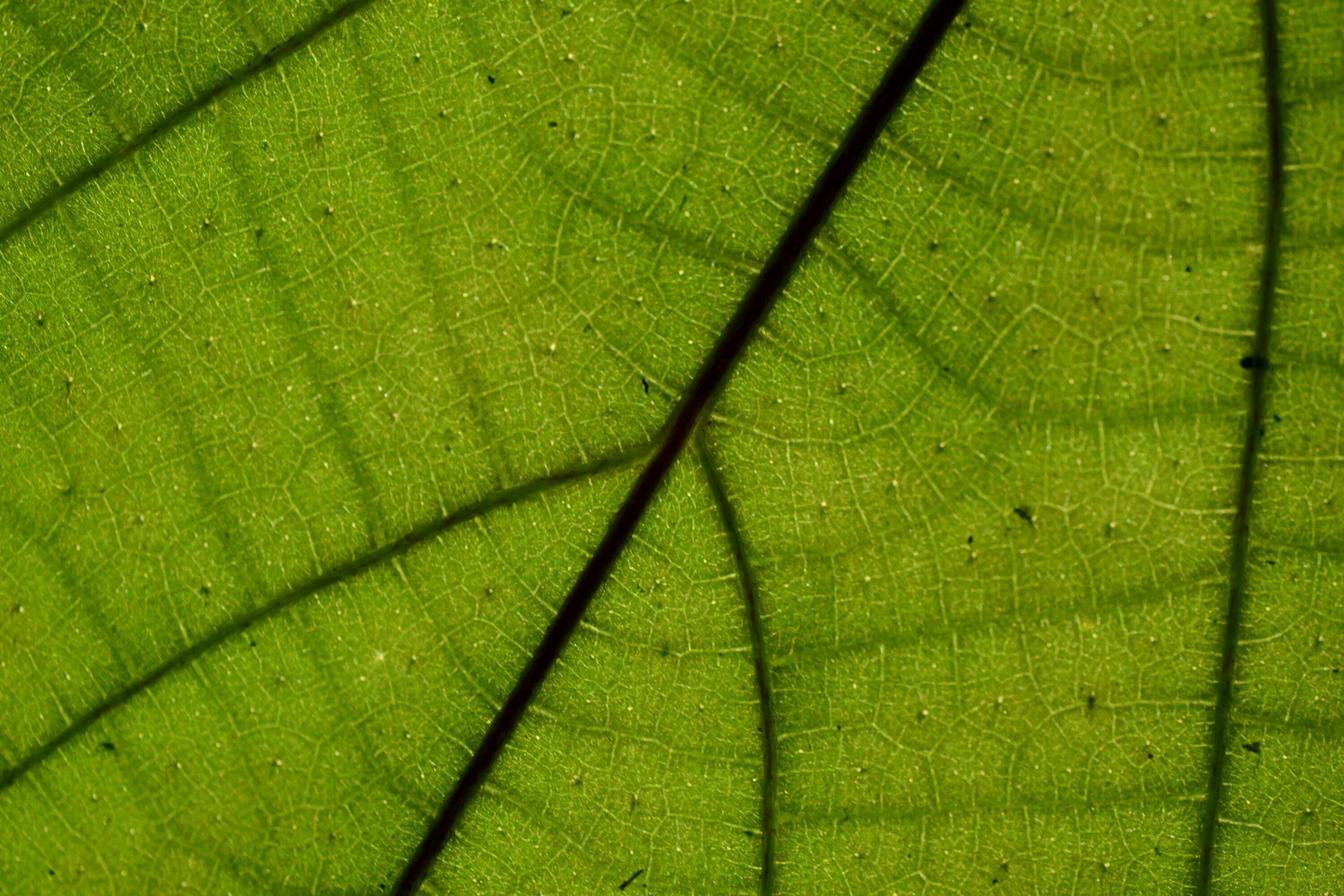 Купить зеленый лист. Текстура листа. Зеленый лист текстура. Мокрый лист текстура. Текстура листья на стекле.