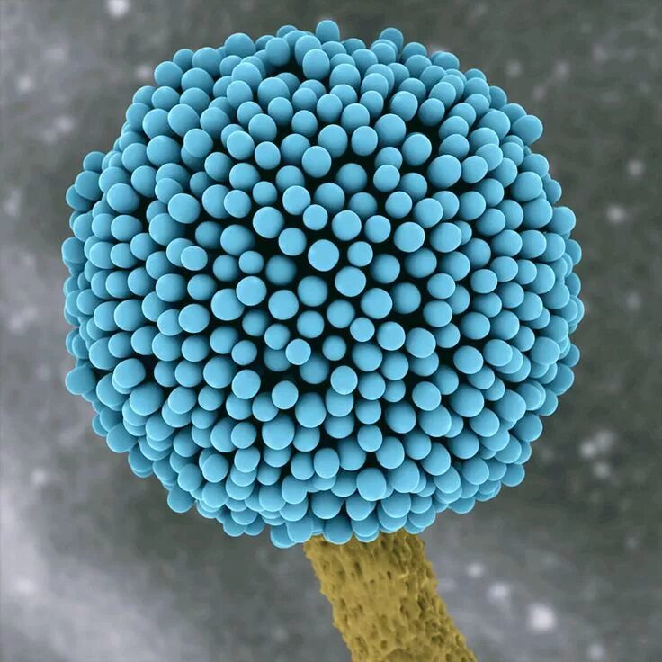 Как выглядит плесень под микроскопом Более 123 300 работ на тему "Microbiology Cell": стоковые фото, картинки и изобр
