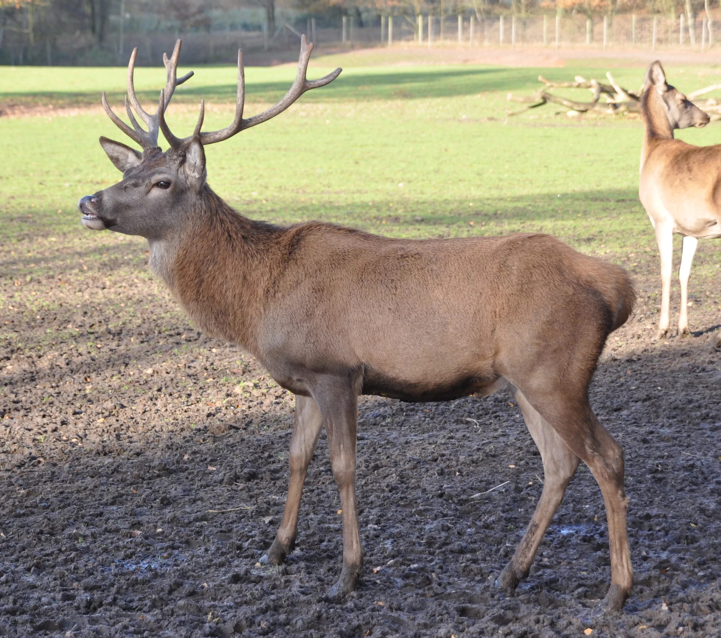 Благородный олень (Cervus elaphus). Благородный олень (Cervus elaphus) ареал. Благородный олень изюбрь. Благородный олень (Cervus elaphus) Байкал.