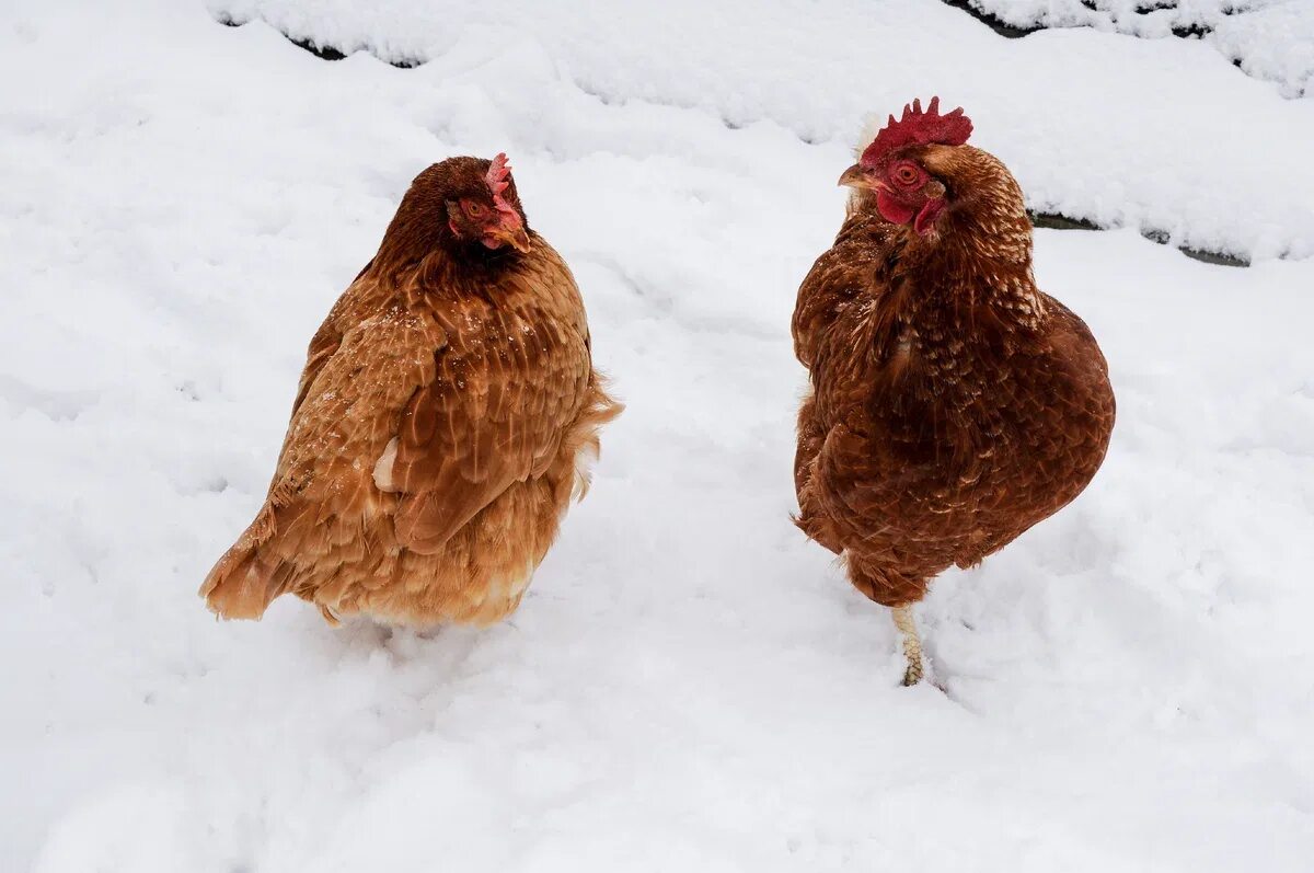 Куры несушки ред Браун. Рыжая курица. Куры зимой. Куры на снегу.