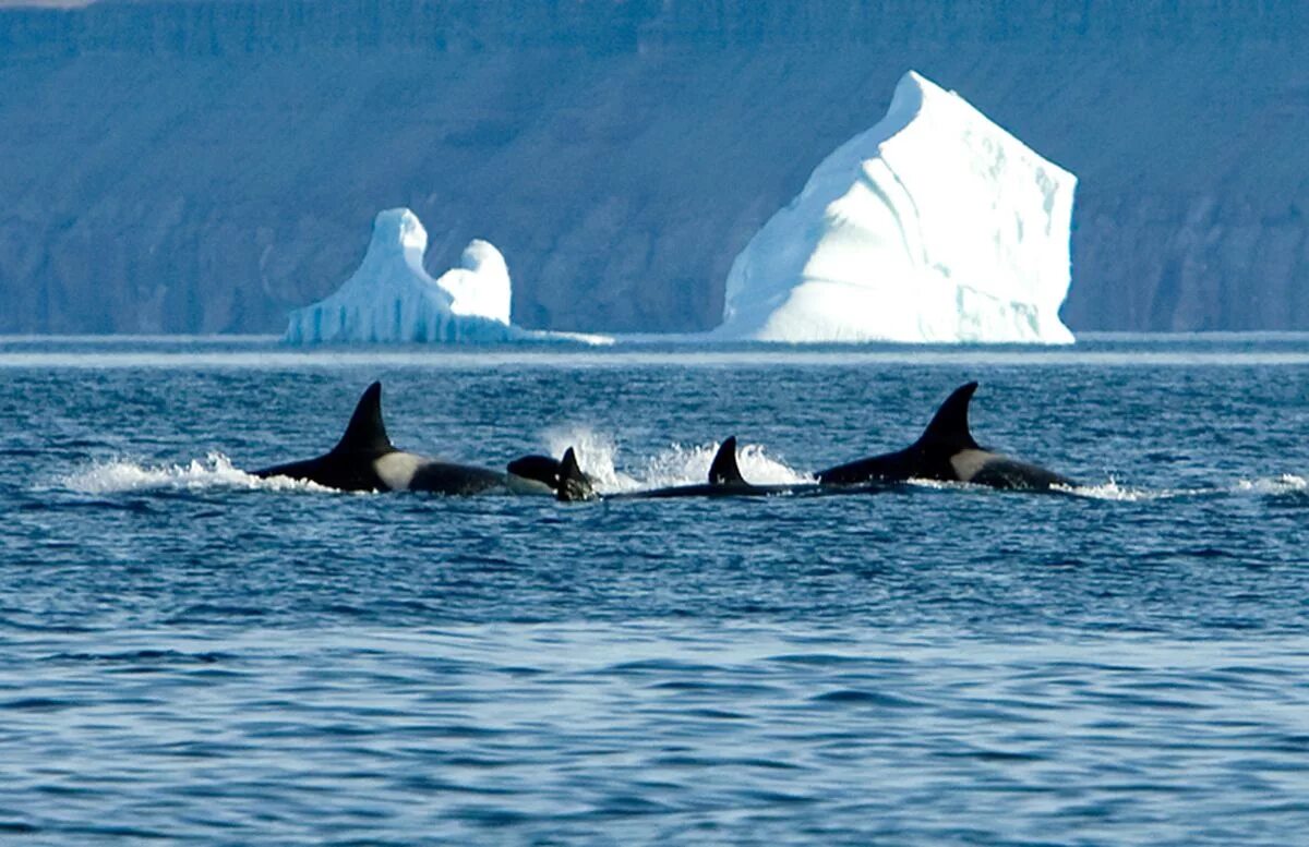антарктида кит касатка. касатка в антарктиде. касатка в антарктике. касатки в ледяном. касатки в ледяном.